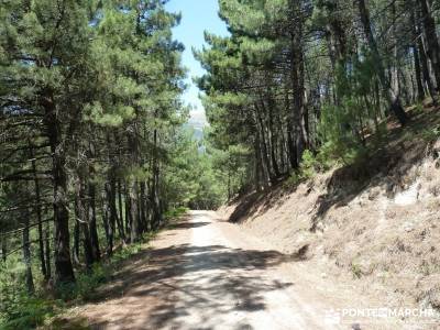 Pinares de Piedralaves; club de montaña bastones de trekking escapadas desde madrid